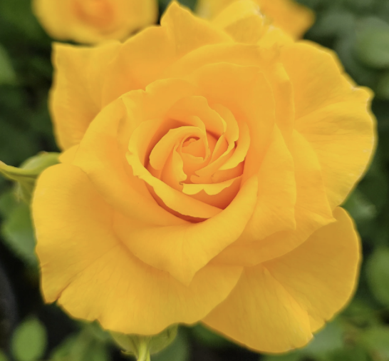 El Dorado Rose