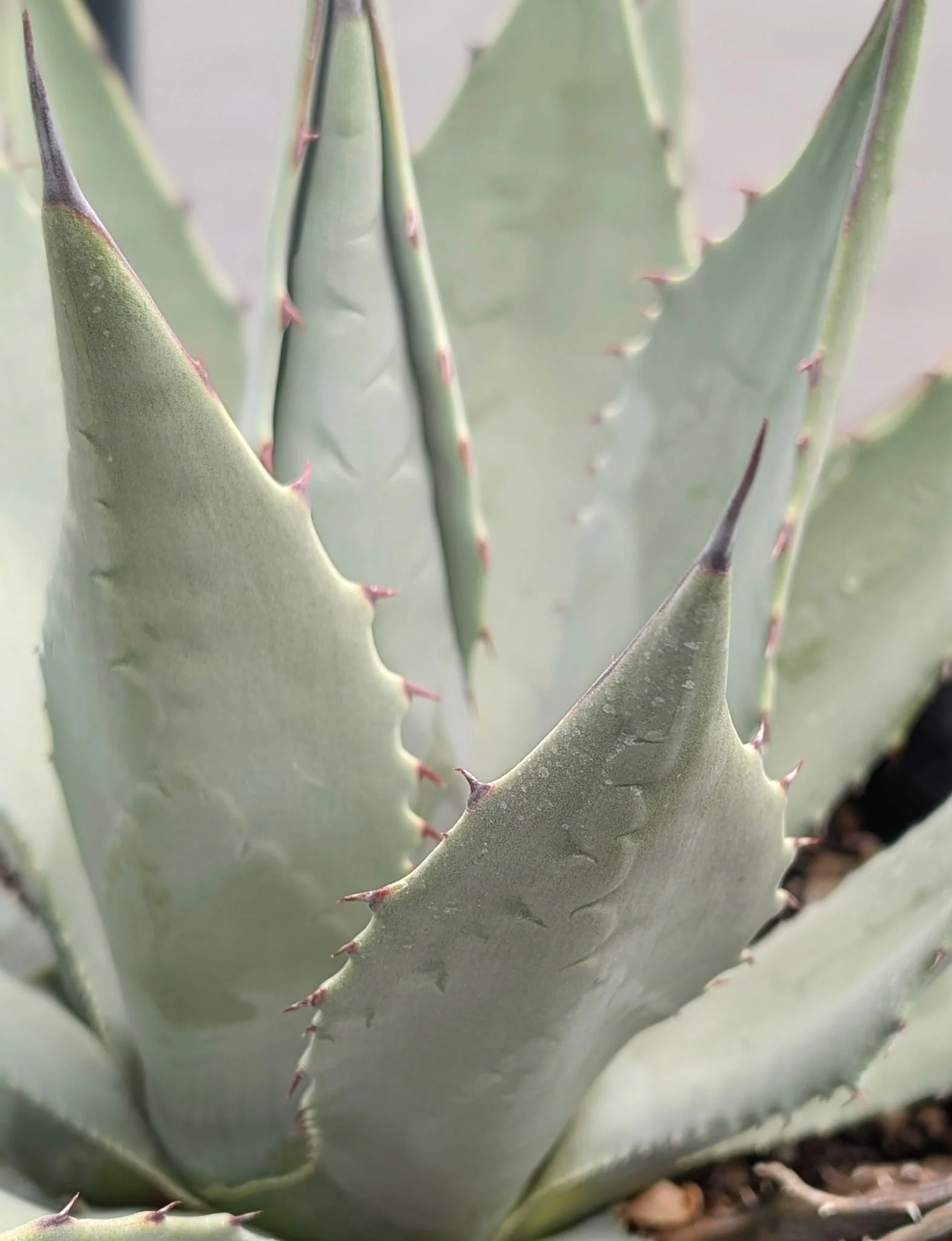 Parry's Agave (Agave parryi)