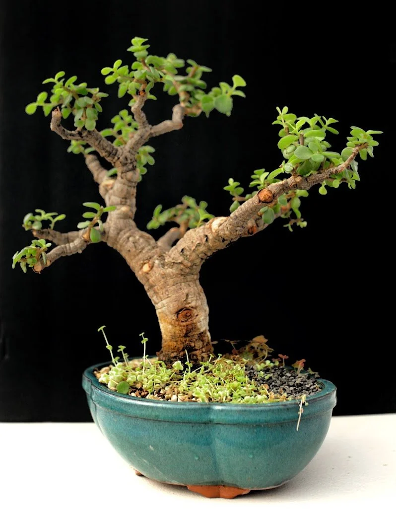 bonsai 3.jpg