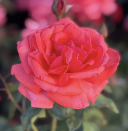 Dolly Parton Rose