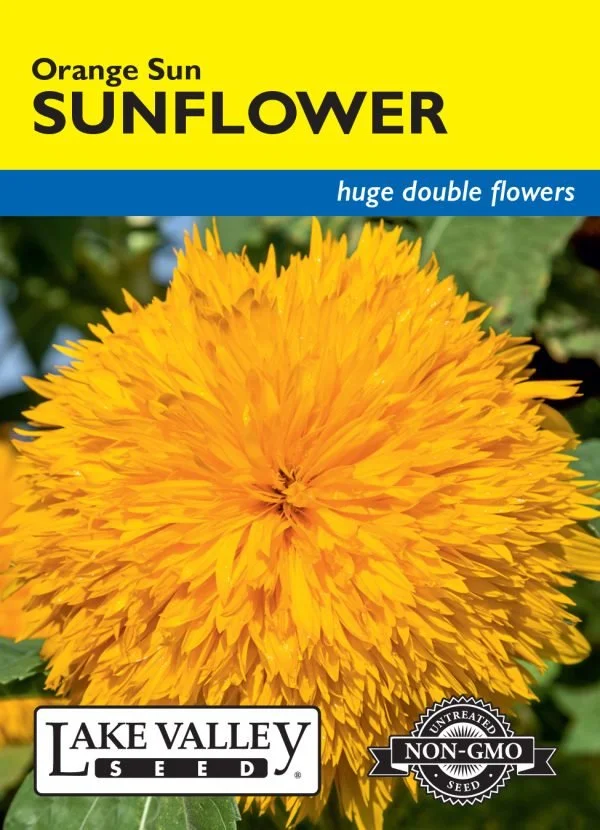 Sunflower Orange Sun