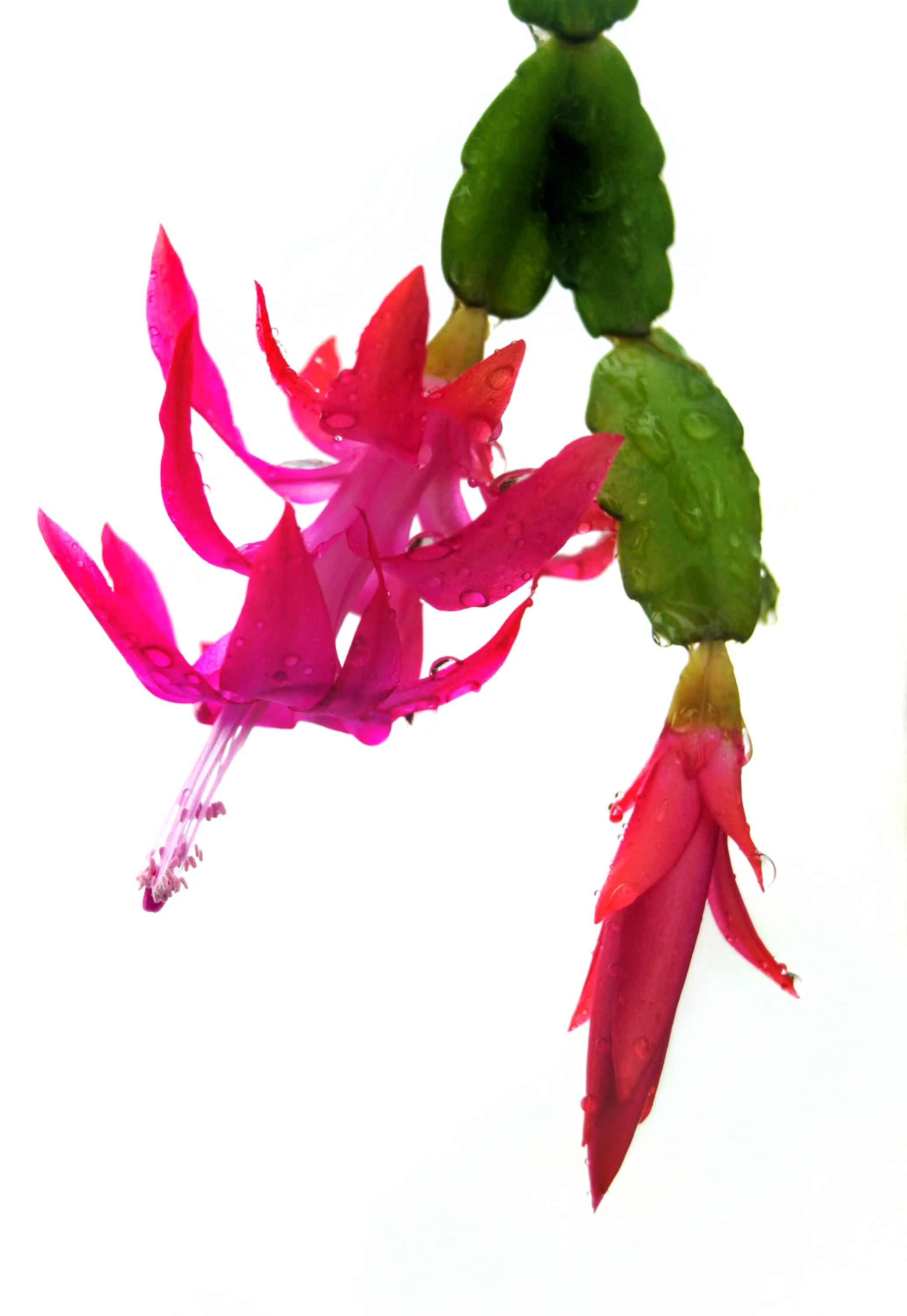 Christmas cactus.jpg