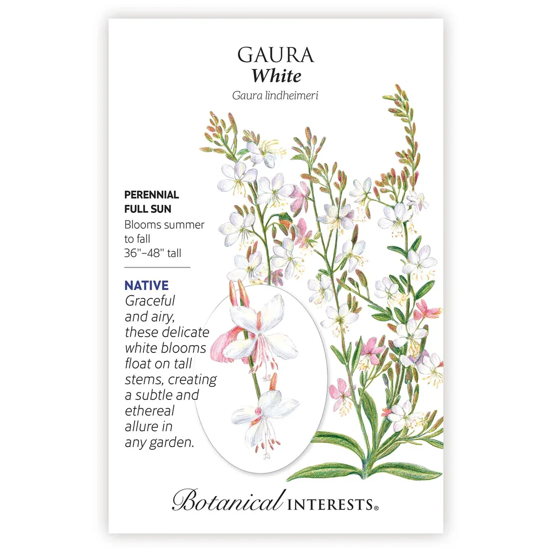 Gaura White