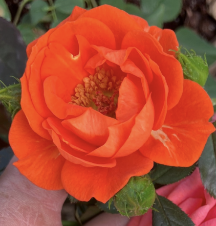 All A Twitter Rose