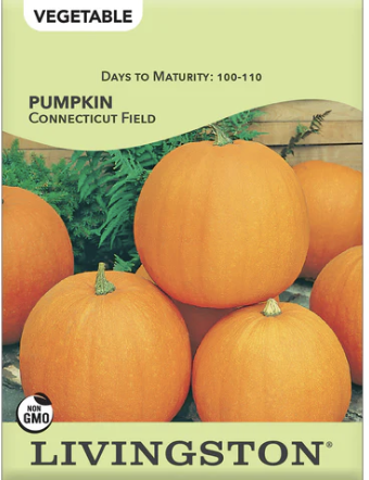 Pumpkin Connecticut Field