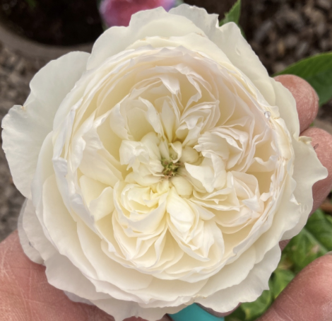 Bolero Rose