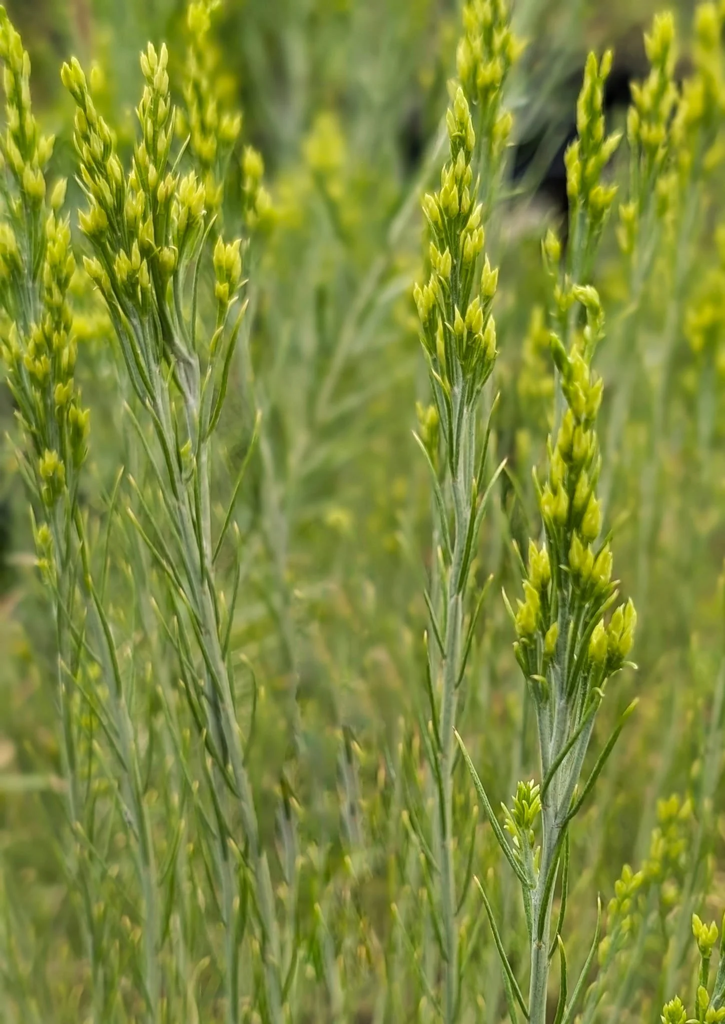 Rubber Rabbitbrush (Ericameria nauseosa)