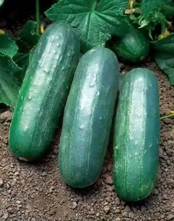 Eureka Pickling