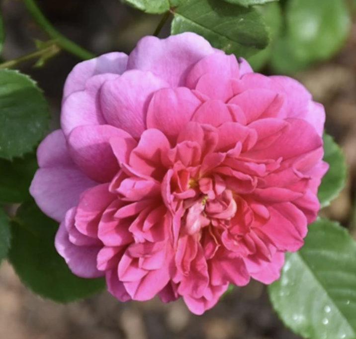Zephirine Droughin Rose