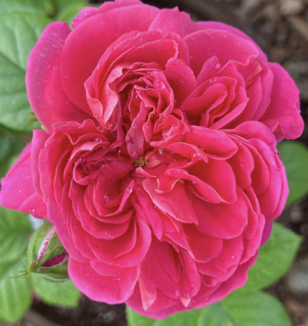Powerpuff Pink Rose