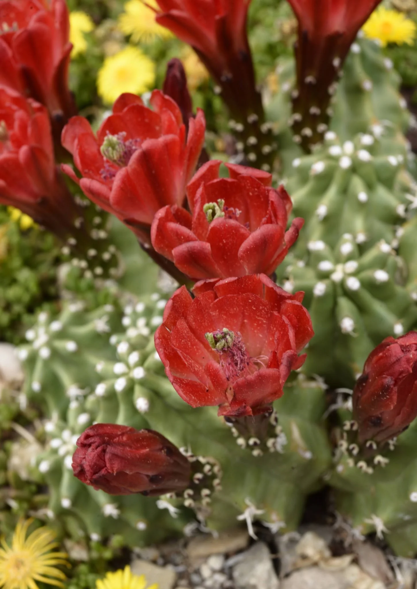 Spineless Hedgehog Cactus (Echinocereus triglochidiatus f. inermis)