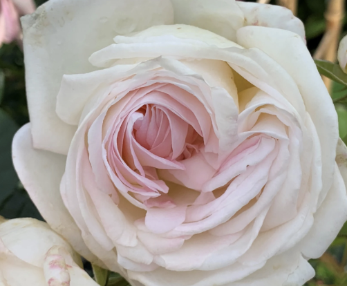 Top Cream Rose