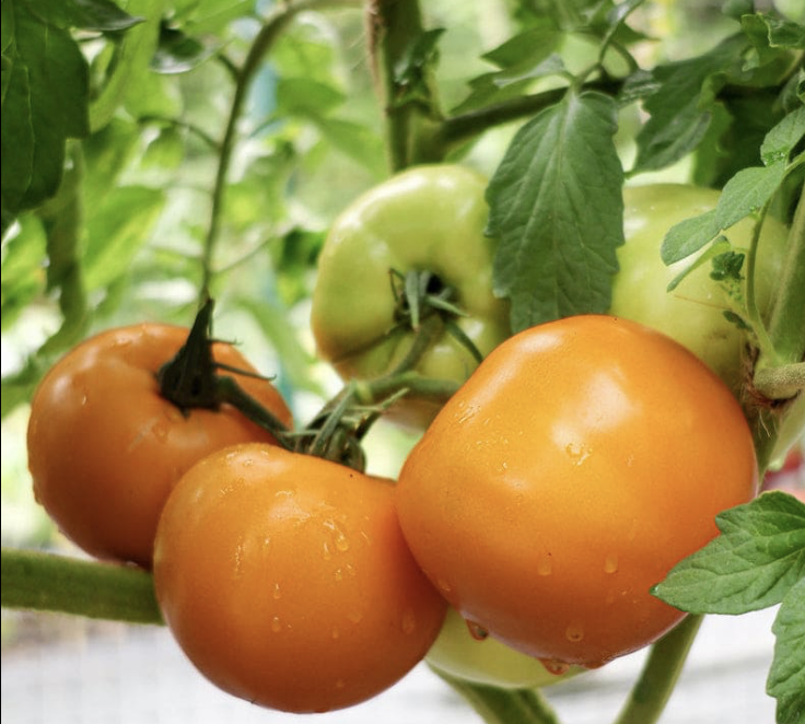 Marmalade Skies Tomato