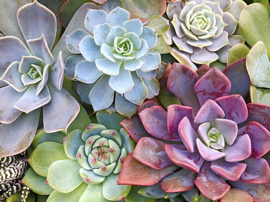 Succulents