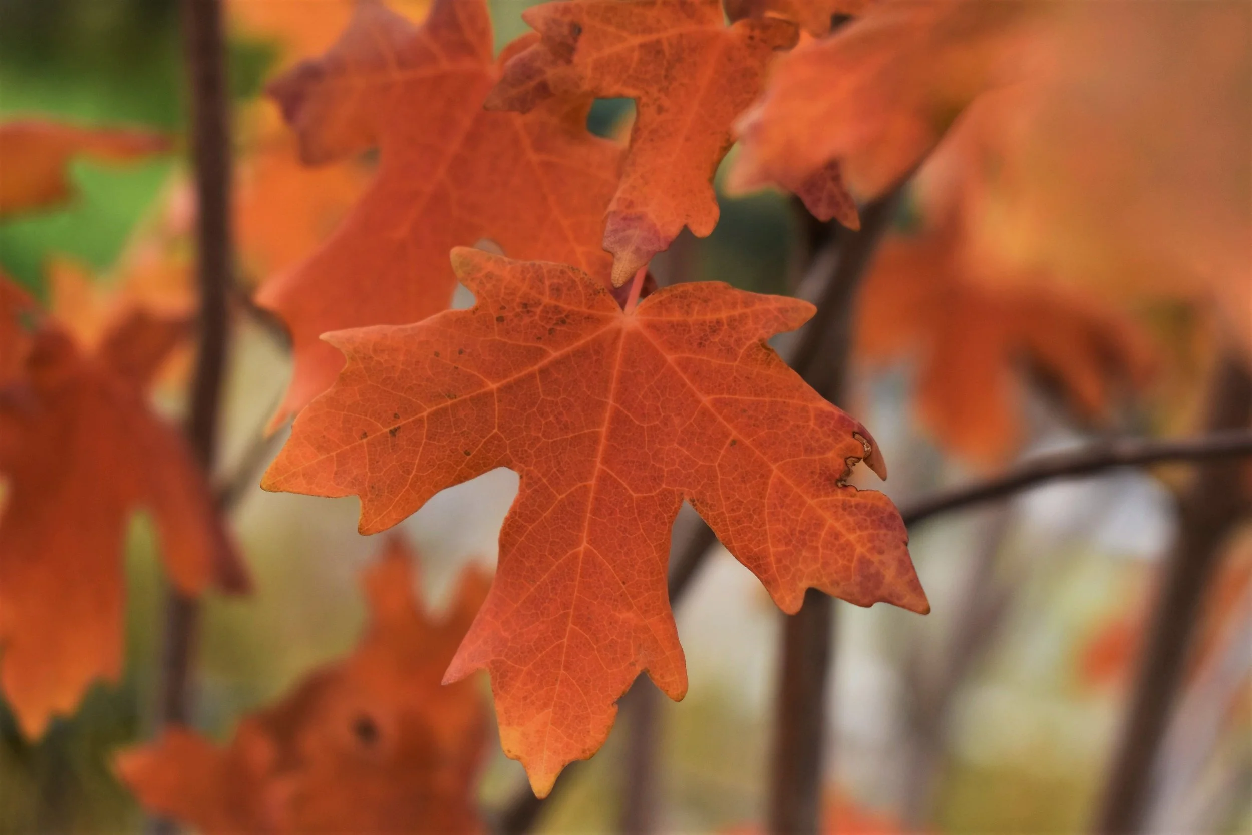 Bigtooth Maple (Acer grandidentatum)