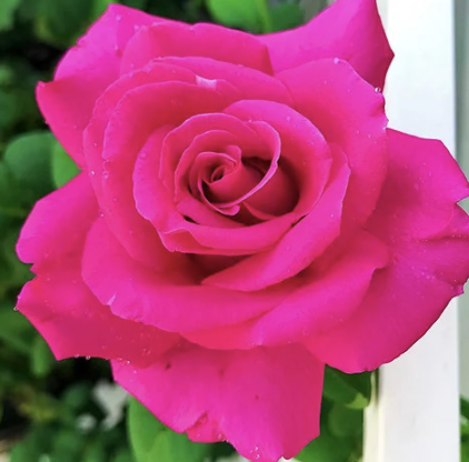 Perfume Delight Rose