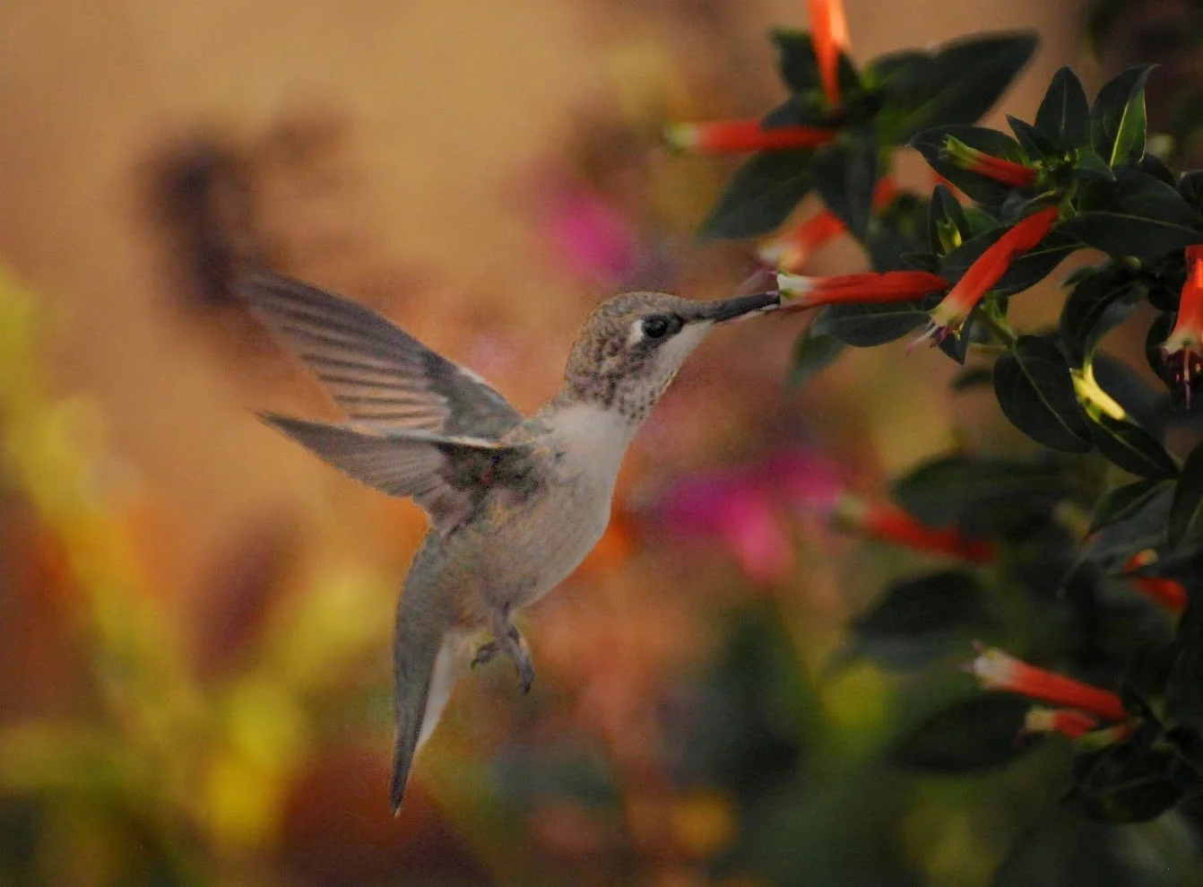 A hummingbird feeding at bright native flowers in a pollinator garden