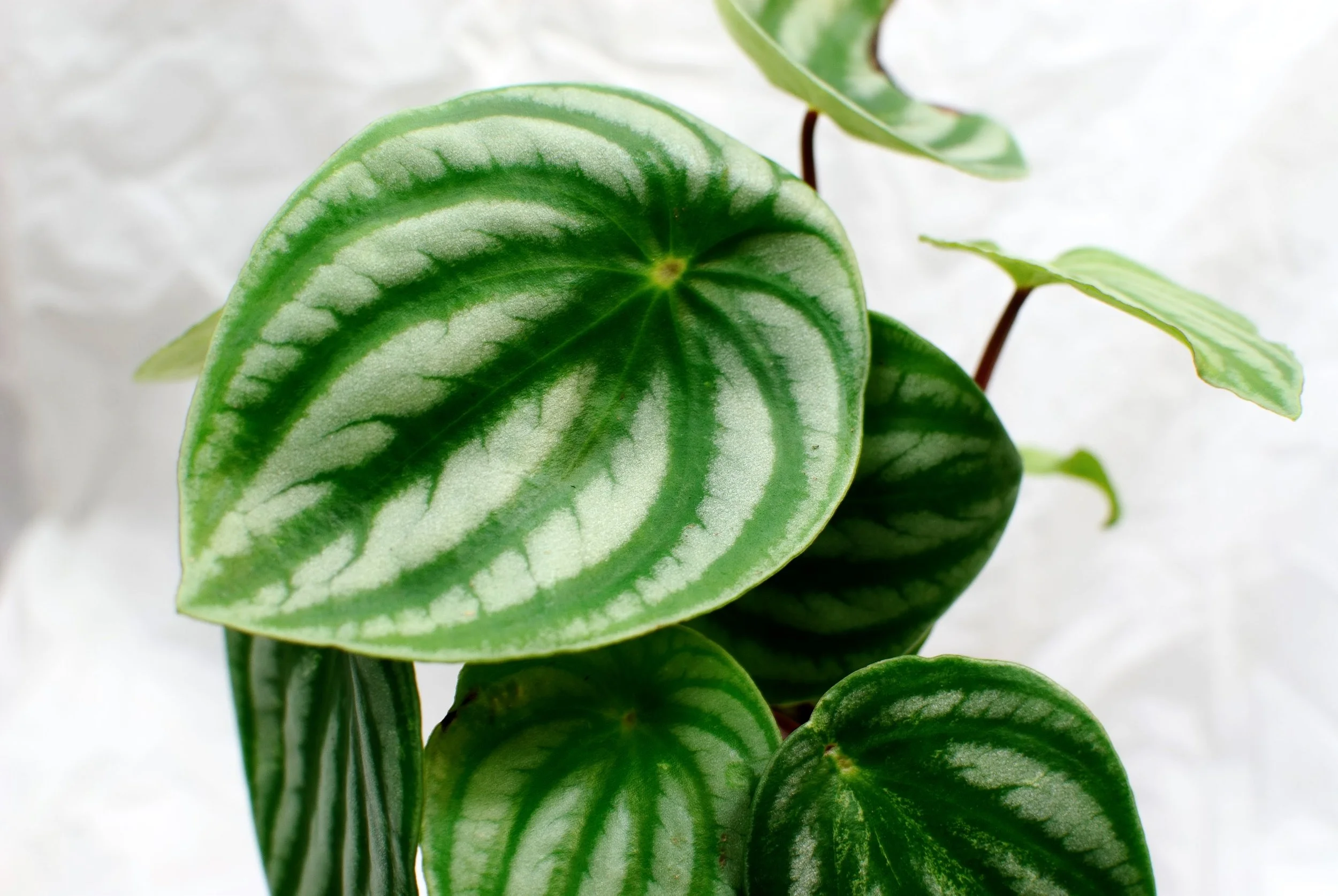 Peperomia