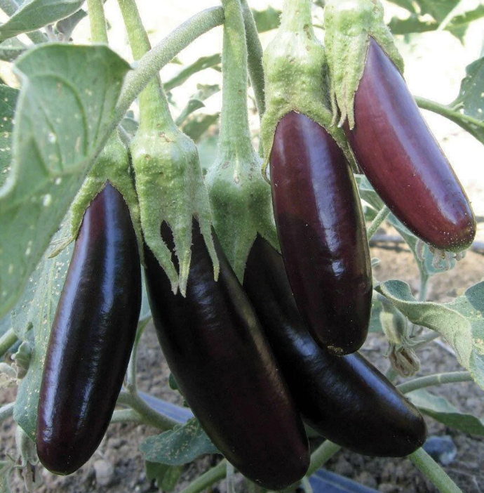 Little Fingers Eggplant