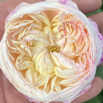 Living the Dream Rose