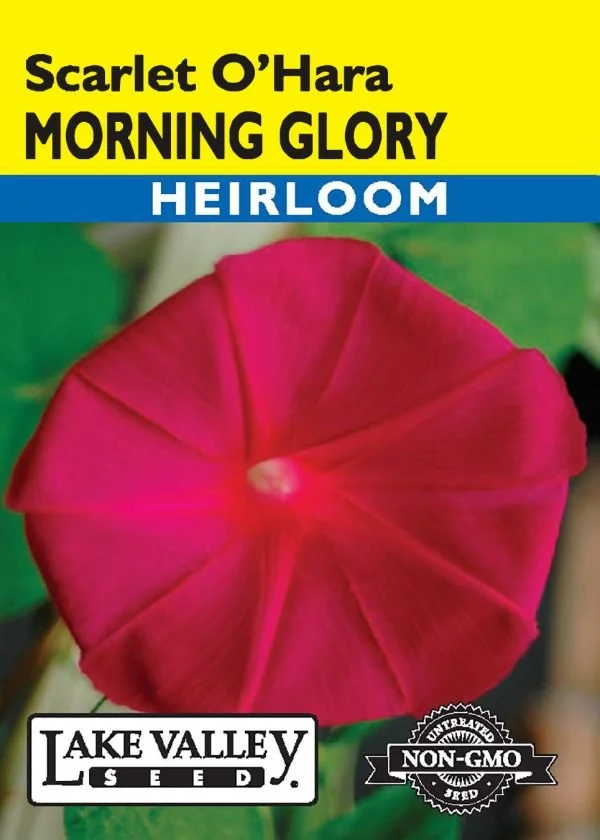 Morning Glory Scarlet O'Hara Heirloom