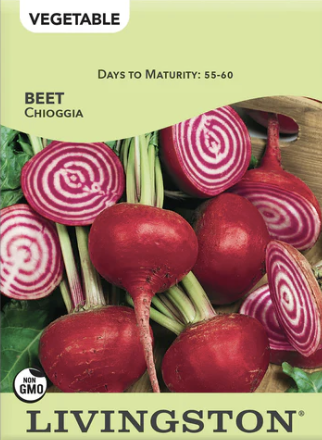 Beet Chioggia