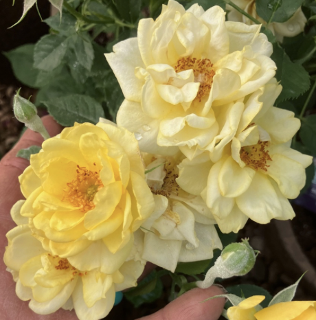 Lemon Drop Rose