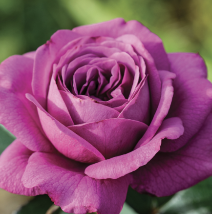 Sunbelt Plum Perfect Rose