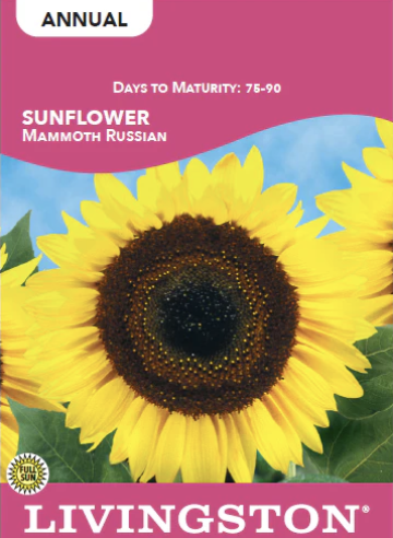 Sunflower Mammoth Russian