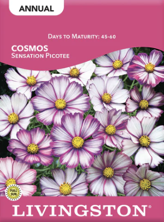 Cosmos Sensation Picotee