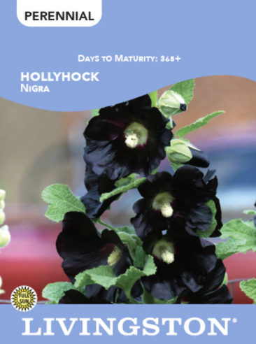 Hollyhock Nigra