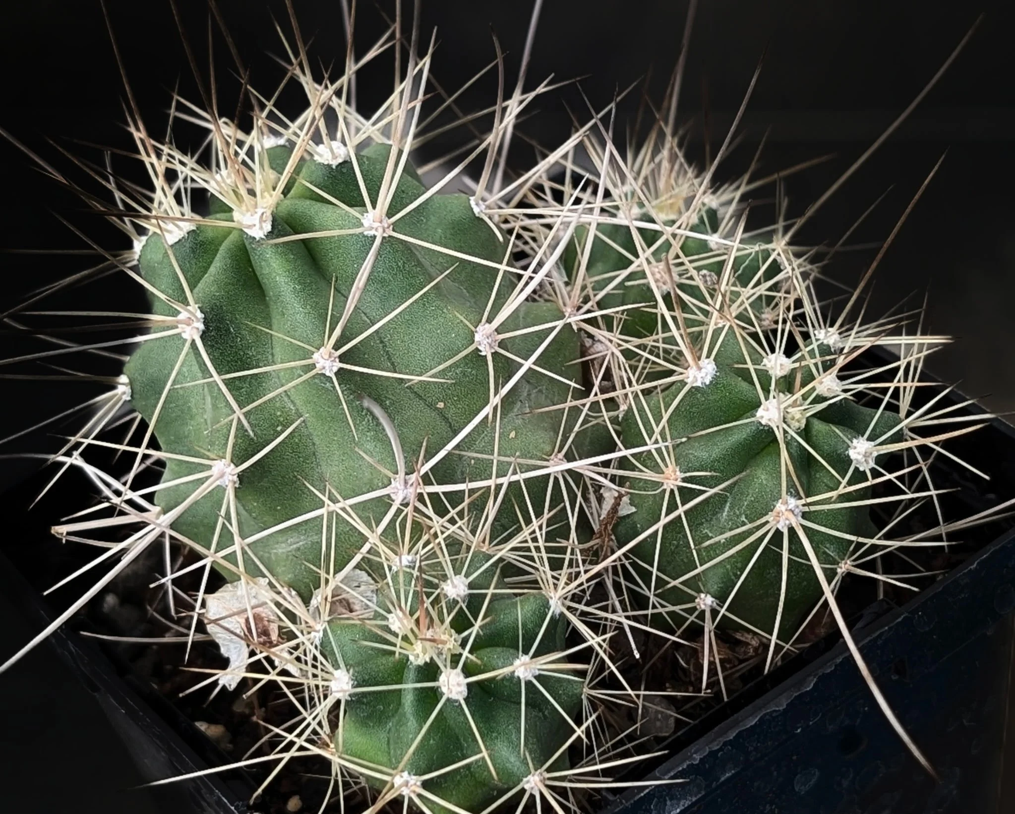 Hedgehog Cactus (Echinocereus triglochidiatus)