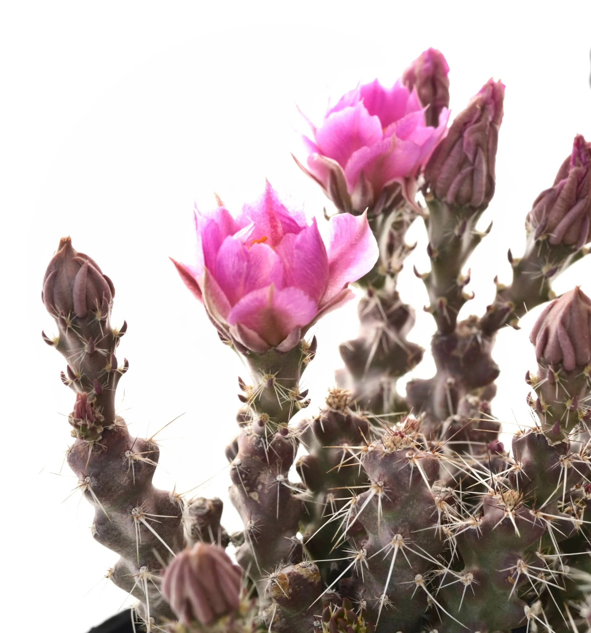 Sagebrush Cholla (Grusonia pulchella)