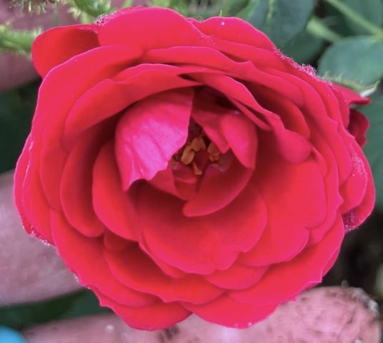 Warm & Fuzzy Rose