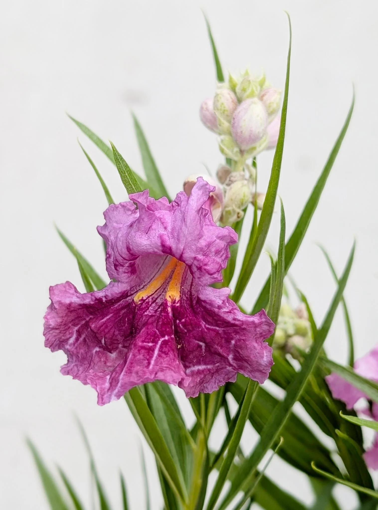 Desert Willow (Chilopsis linearis)