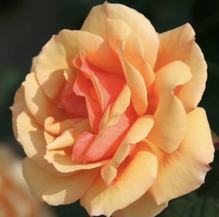 About Face Rose