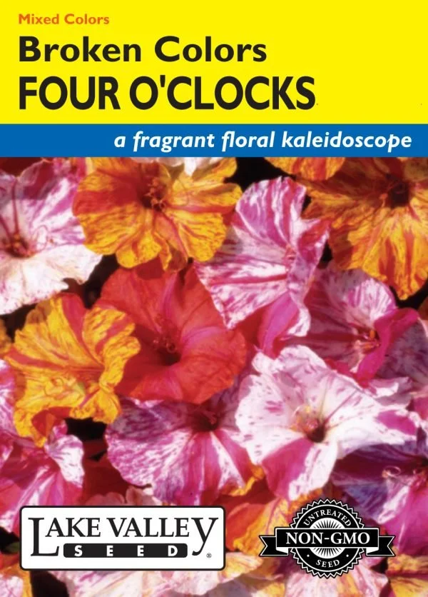 Four O'Clocks Broken Colors