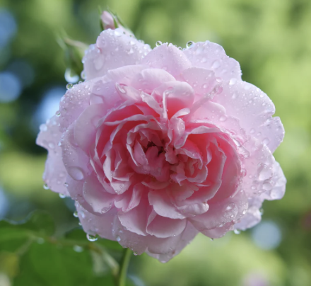 Reminiscent Pink Rose