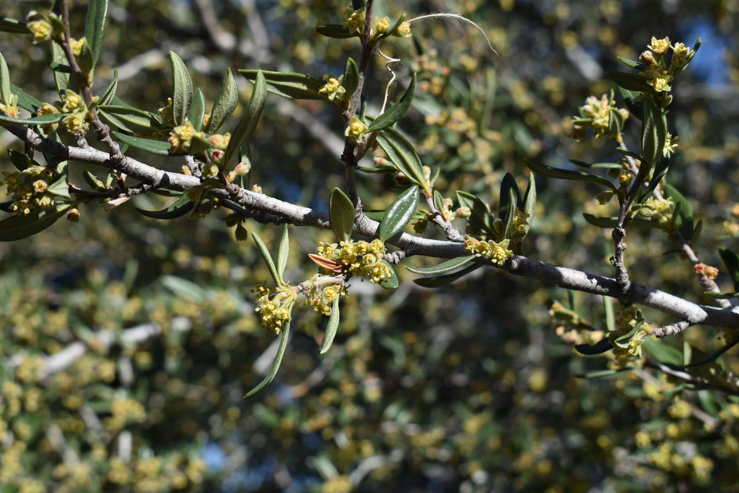 Mountain Mahogany (Cercocarpus ledifolius)