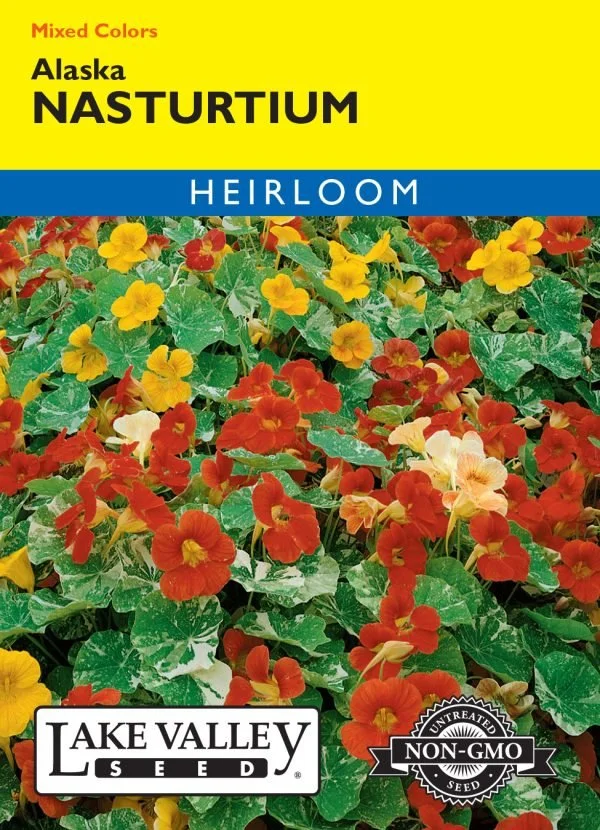 Nasturtium Alaska Heirloom