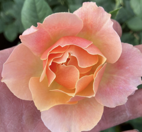 State of Grace Rose