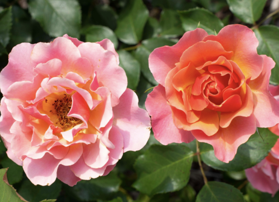 Tequila Supreme Rose