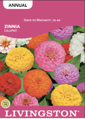 Zinnia Lilliput