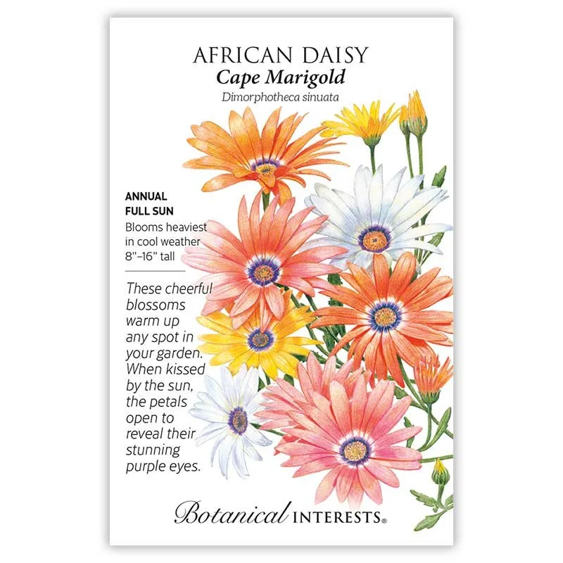 African Daisy - Cape Marigold