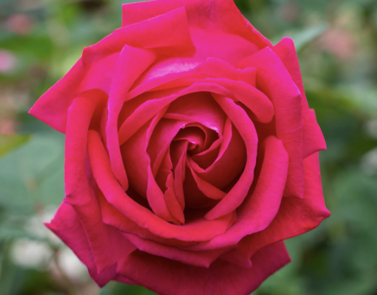 Sweet Spirit Rose