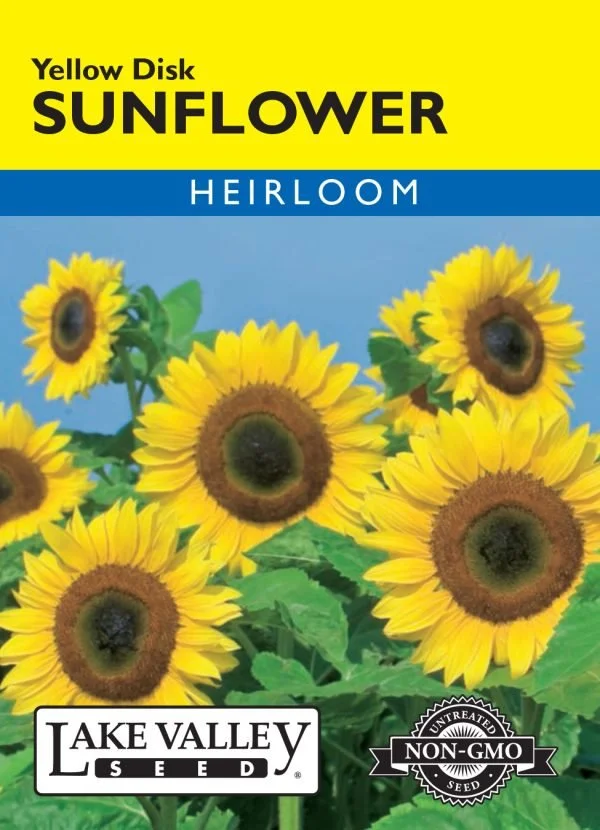Sunflower Yellow Disk