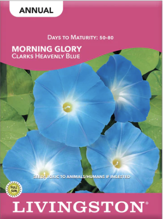 Morning Glory Clark's Heavenly Blue