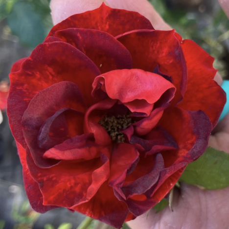 Orange Crush Rose