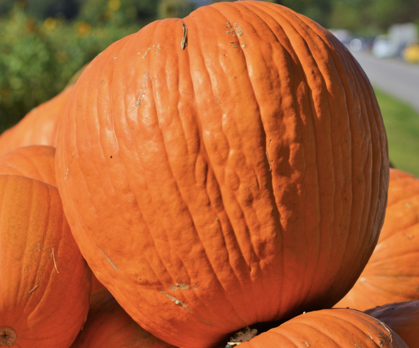 Big Max Pumpkin