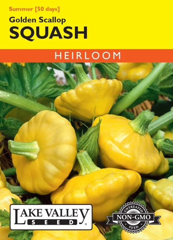 Squash Golden Scallop Heirloom